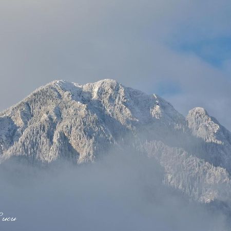Pensiunea 3 Brazi Zărneşti Esterno foto