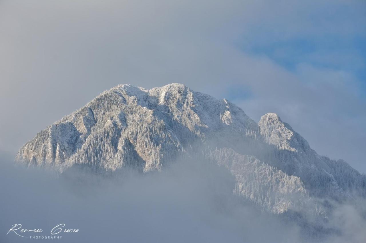 Pensiunea 3 Brazi Zărneşti Esterno foto