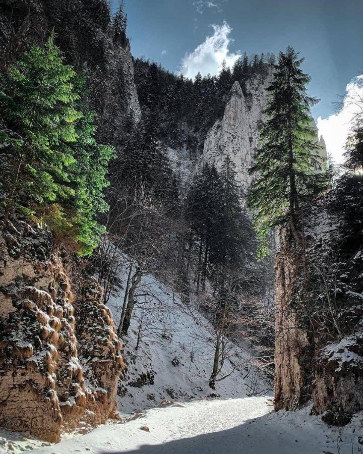 Pensiunea 3 Brazi Zărneşti Esterno foto